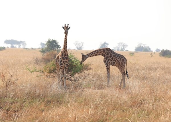 Amboseli National Park Safari Tours