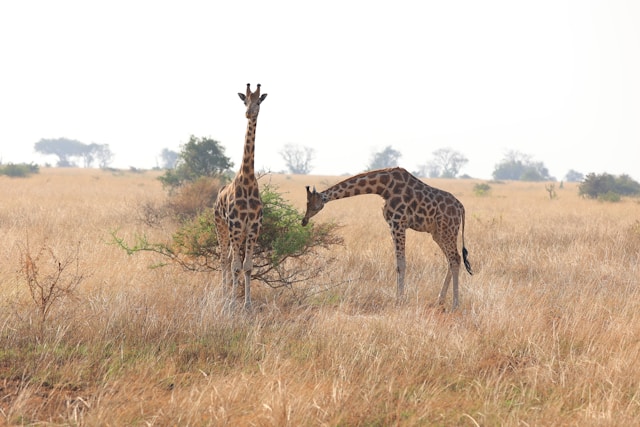 Amboseli National Park Safari Tours
