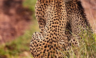 Best Time to Visit Kenya and Tanzania Safari