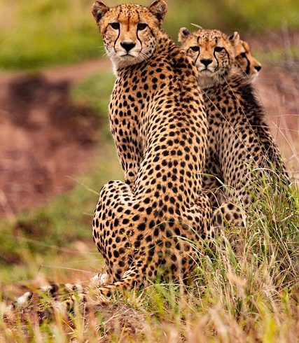 Best Time to Visit Kenya and Tanzania Safari