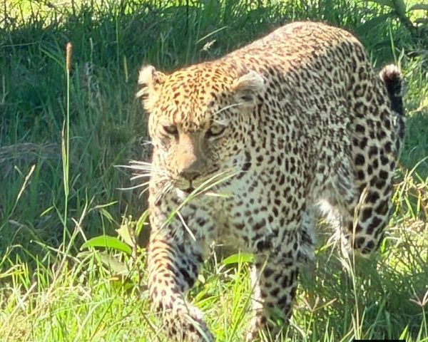 East Africa Safari Tours