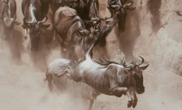 Great Migration Safari in Kenya
