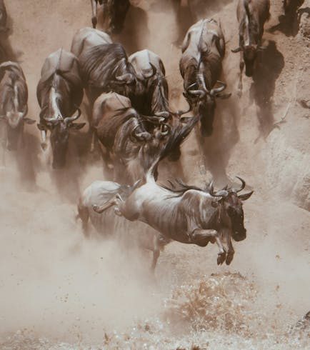 Great Migration Safari in Kenya