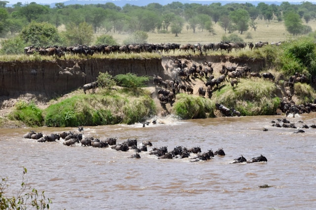 Guide to Kenya Safari Destinations & Experiences