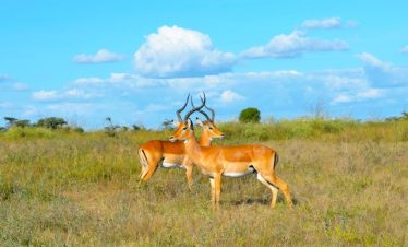 Guide to Kenya Safari Tour Holiday