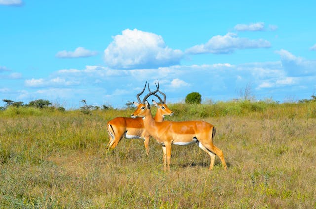 Guide to Kenya Safari Tour Holiday