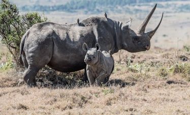 Guide to Kenya Safari and Beach Packages