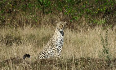 Kenya Budget Safari Tours