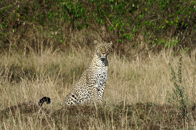 Kenya Budget Safari Tours