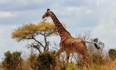 Kenya Family Safari Tours