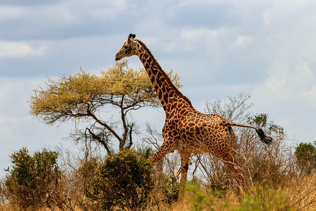 Kenya Family Safari Tours