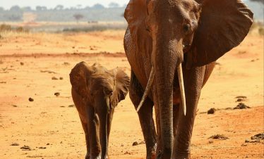 Kenya Guided Safari Tours & Trips