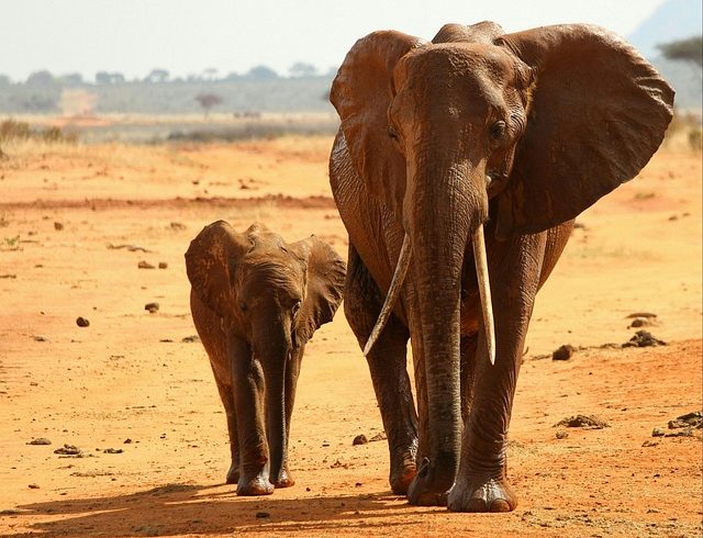 Kenya Guided Safari Tours & Trips