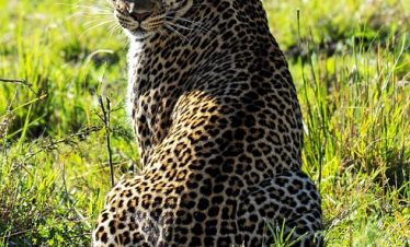 Kenya Luxury Safari Tours