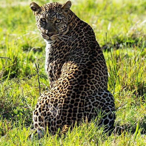 Kenya Luxury Safari Tours