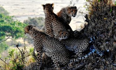 Kenya Safari Cost