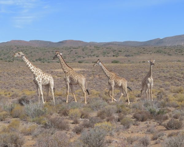 Lake Bogoria Safari Tours