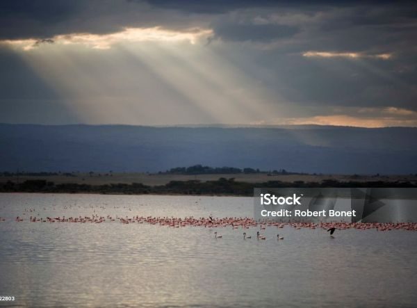 Lake Elementaita Safari Tours