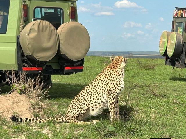 Lake Nakuru National Park Safari Tours