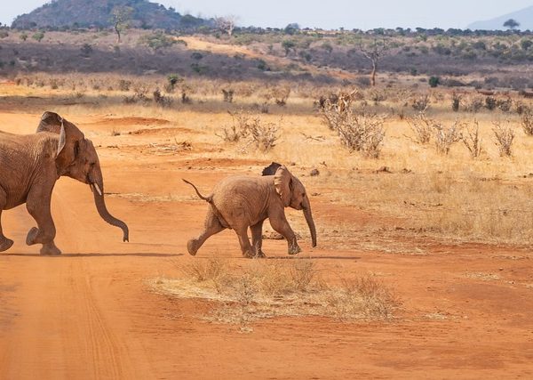 Lewa Wilderness Safari Tours