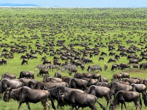 Masai Mara National Reserve Safari Tours