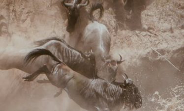 Masai Mara Safari Guide