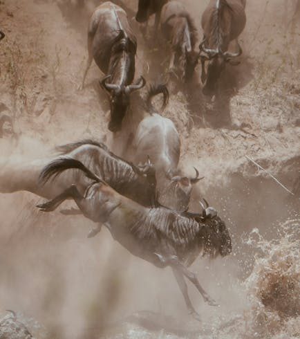 Masai Mara Safari Guide