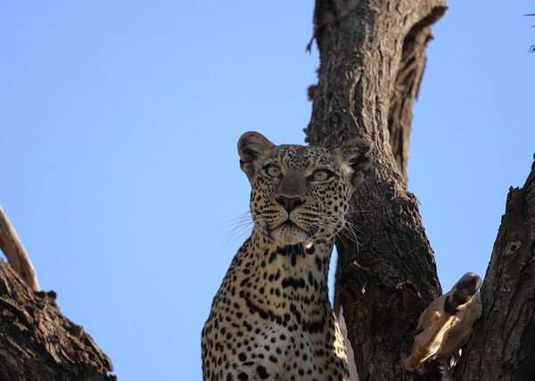 Meru National Park Safari Tours