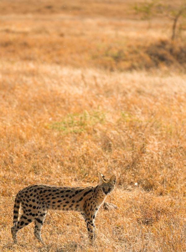 Ol Pejeta Conservancy Safari Tours