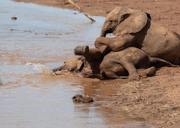Samburu, Shaba & Buffalo Springs Safari Tours