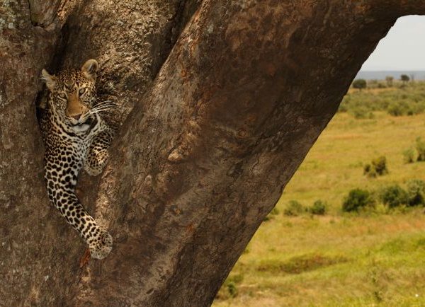 Serengeti National Park Safari Tours