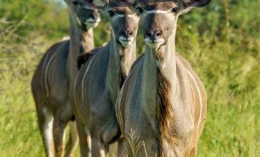 Tarangire National Park Safari Tours