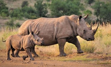Ultimate Guide to Big Five Safari Kenya