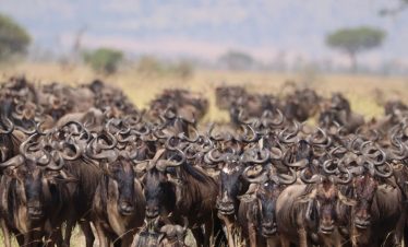 4 Days Masai Mara Budget Safari