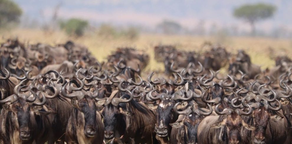 4 Days Masai Mara Budget Safari