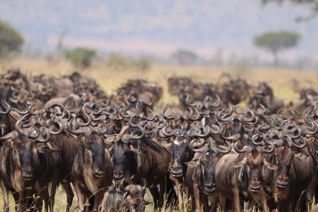 4 Days Masai Mara Budget Safari