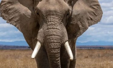 5 Days Masai Mara Lake Nakuru Safari