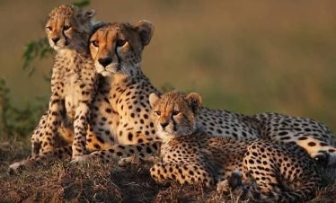 5 Days Masai Mara Luxury Safari