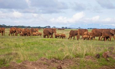 5-days-kenya-wildlife-beach-tour