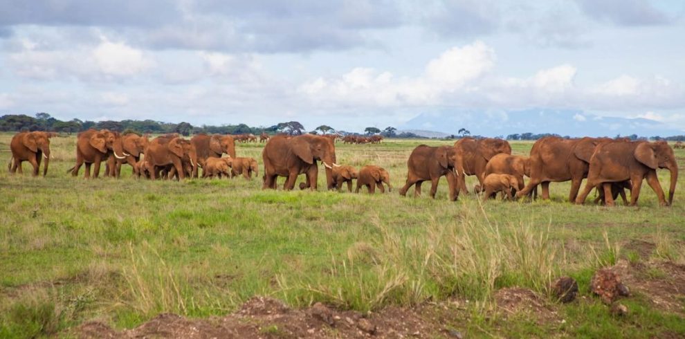 5-days-kenya-wildlife-beach-tour