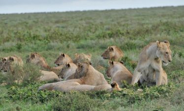 6 Days Kenya Family Safari Packages