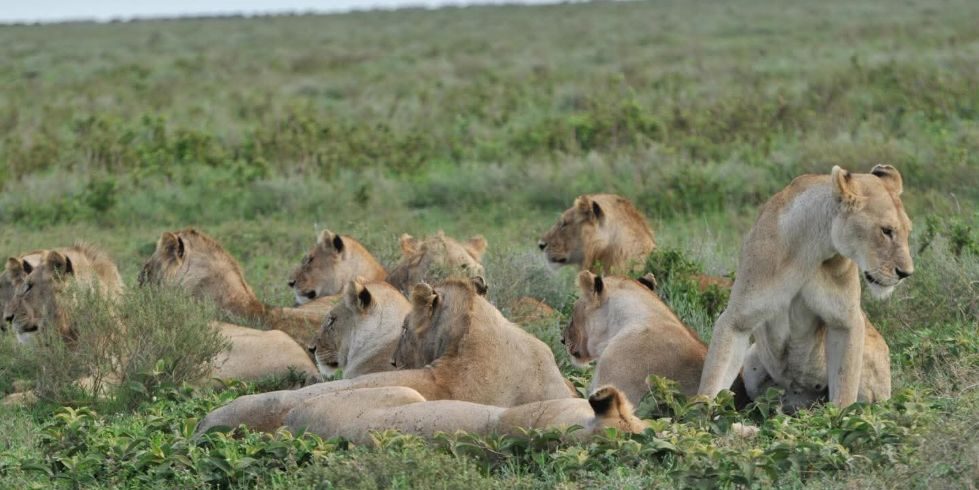 6 Days Kenya Family Safari Packages