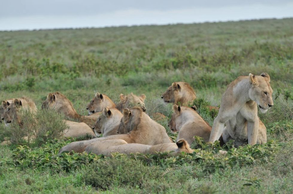 6 Days Kenya Family Safari Packages