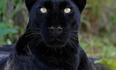 7-days-kenya-safari-and-diani-beach-2026-2028