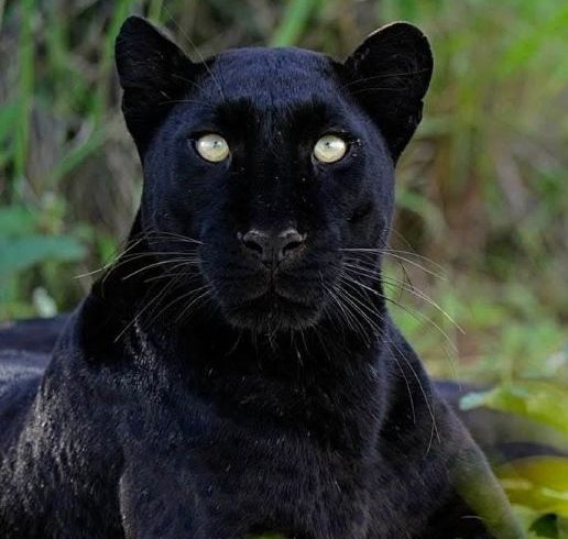 7-days-kenya-safari-and-diani-beach-2026-2028