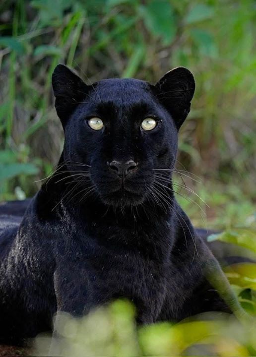 7-days-kenya-safari-and-diani-beach-2026-2028