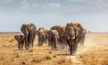 9 Days Kenya Big Five & Beach Safari Tour